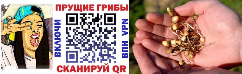 купить наркотик Вязники Галлюциногенные грибы Magic Shrooms